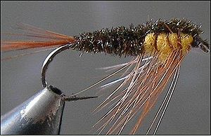 Koskikorennon nymfi.jpg