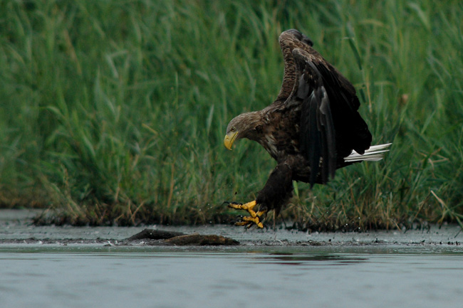 Tiedosto:Merikotka 2.jpg
