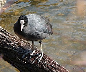 718px-Image-Eurasian Coot.jpg